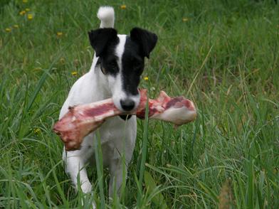 Dumna mama foksteriera