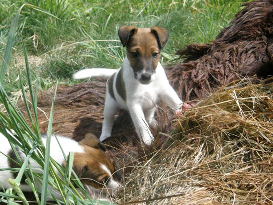 Jestem grożny foksterier krótkowłosy