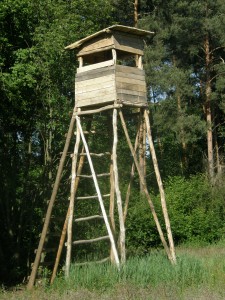 Widziane okiem foksteriera krótkowłoseg