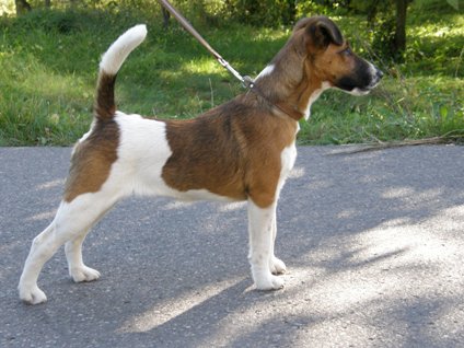 Suka rasy foksterier krótkowłosy NUTA GANIS