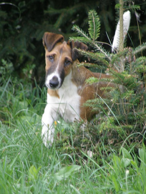 Czujny foksterier krótkowłosy NUTA GANIS