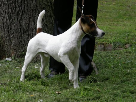 Foksterier krótkowłosy HARVARD YARD z hodowli Ganis