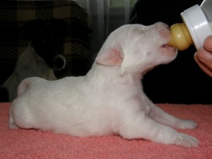 Szczenię rasy foksterier krótkowłosy