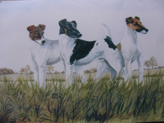 Foksterier krótkowłosy na pocztówkach