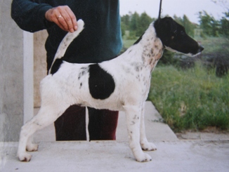 Foksterier krótkowłosy Saba Złamany Szeląg