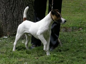 Foksterier krótkowłosy Harvard Yard Foksterier krótkowłosy Harvard Yard