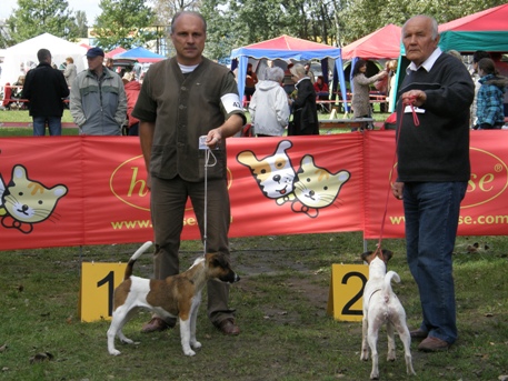 Foksterier krótkowłosy Nuta Ganis wystawa w Łodzi Foksterier krótkowłosy Nuta Ganis wystawa w Łodzi