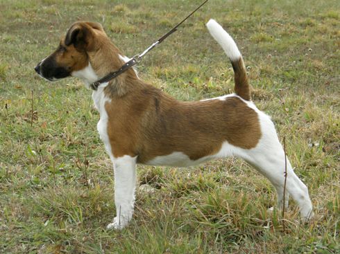 Foksterier krótkowłosy Nuta Ganis