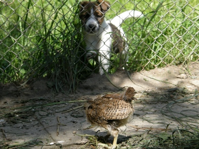 Krótkowłosy foksterier i kurka zielononózka