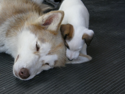 Foksterier krótkowłosy Raptus Ganis