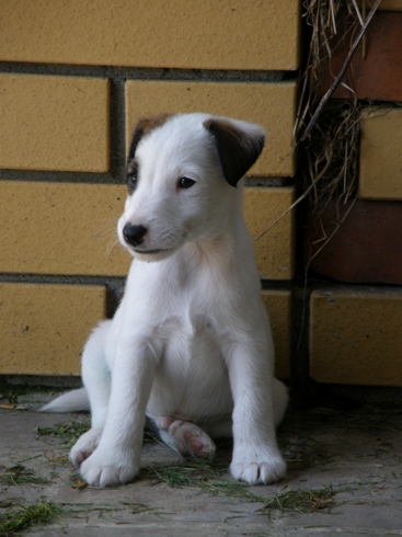 Foksterier krótkowłosy - pięć minut dla fotoreporterów