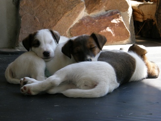 Foksteriery krótkowłose: odpoczynek po zabawie