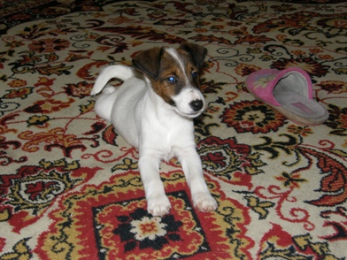 Foksterier krótkowłosy Trop Ganis