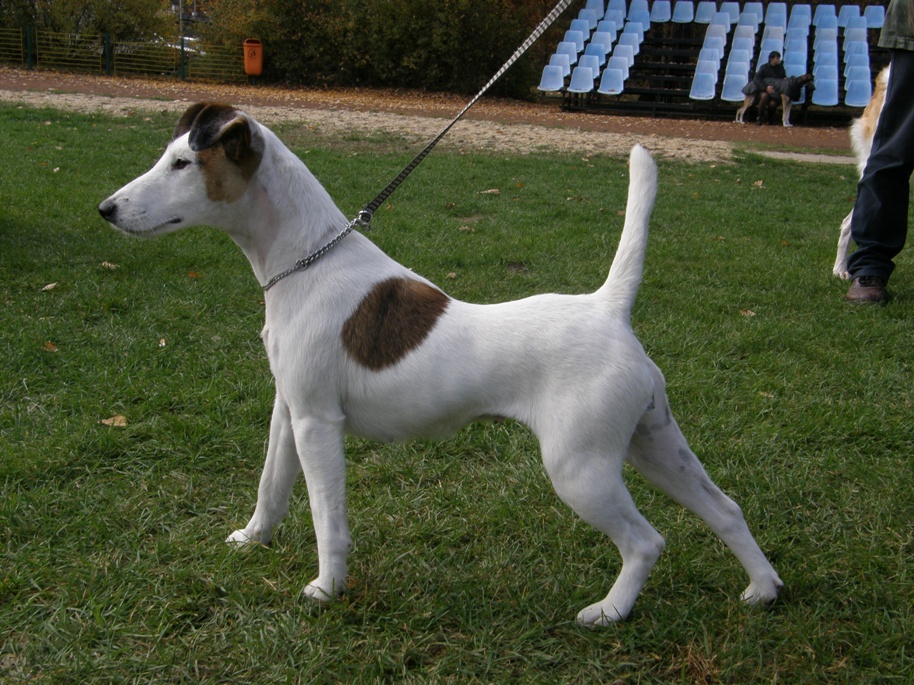 Wiza Ganis, foksterier krótkowłosy