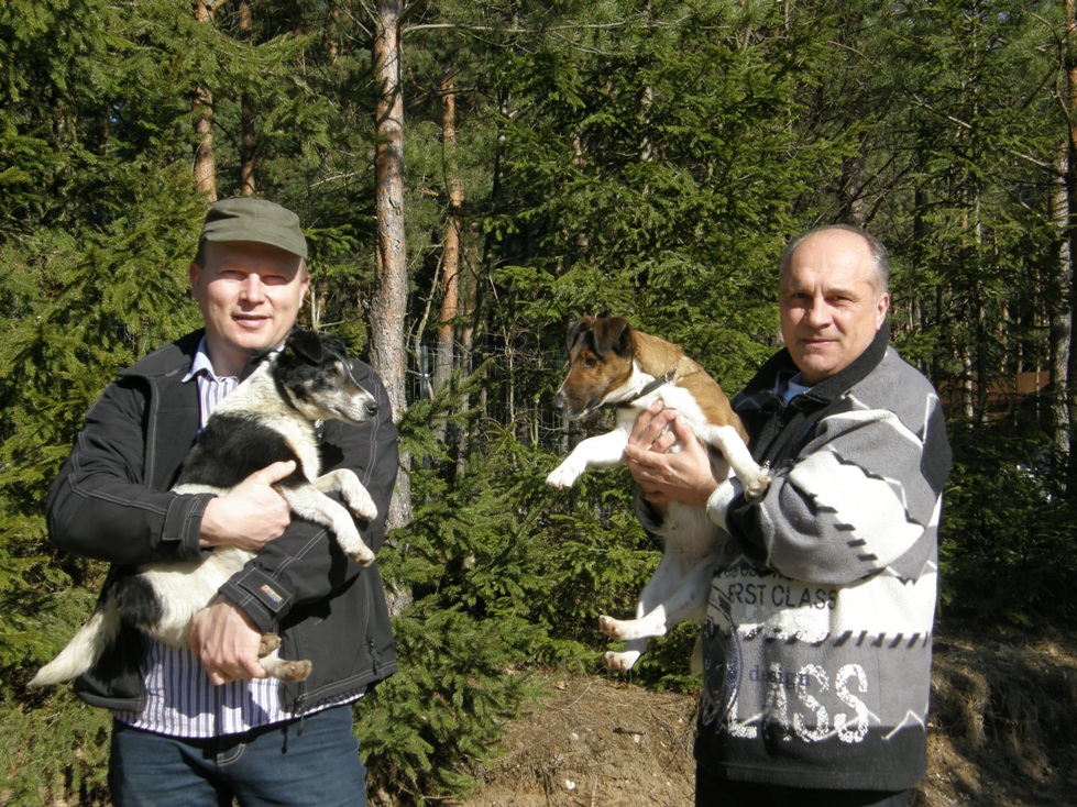 Nasze foksteriery krótkowłose