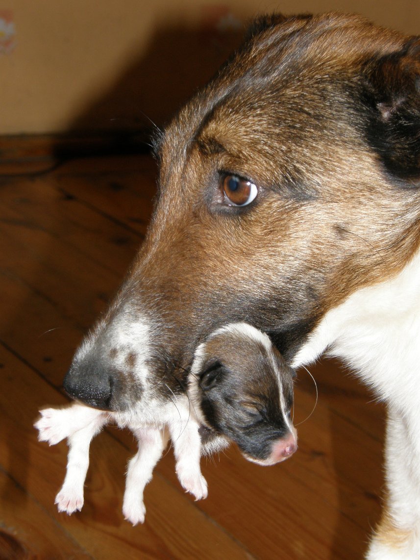 foksterier krótkowłosy szczenięta