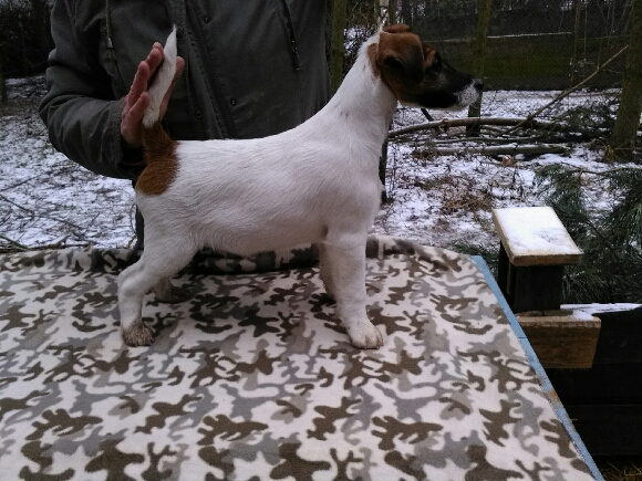 Foksterier krótkowłosy szczenieta Foksterier krótkowłosy szczenięta