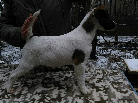 Foksterier krótkowłosy szczenięta Foksterier krótkowłosy szczenięta