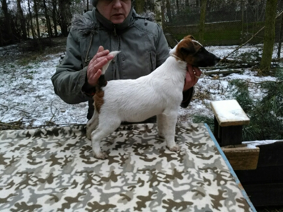 Foksterier krótkowłosy szczenięta Foksterier krótkowłosy szczenięta