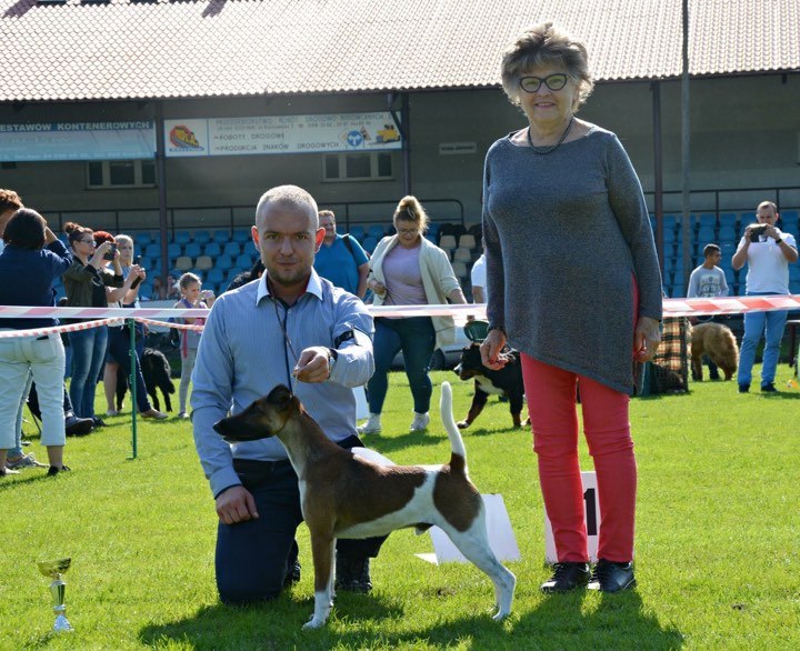 Foksterier krótkowłosy Vito Corleone Canis Venator