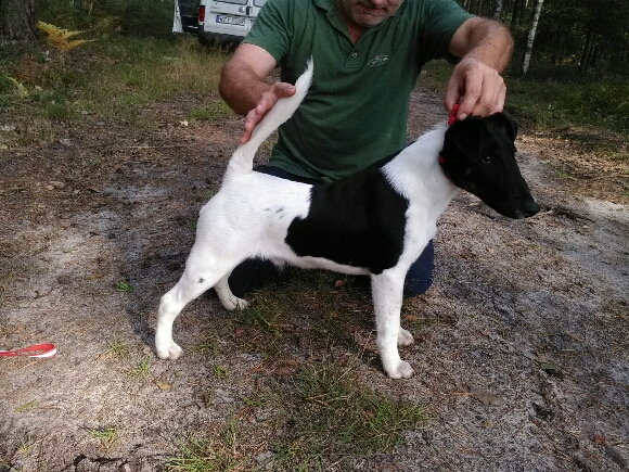 Czuch Ganis foksterier krótkowłosy