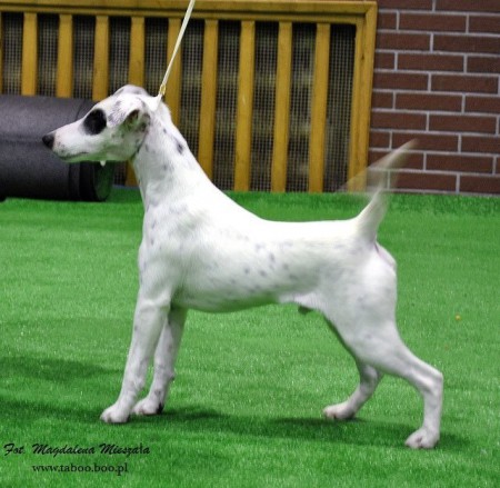 chipmunk-z-karpatskich- strana