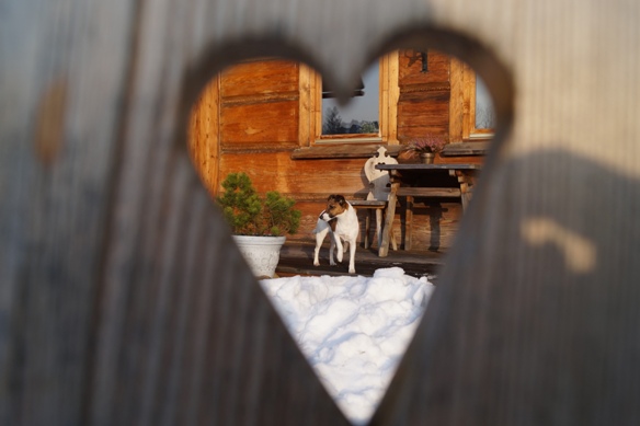 Foksterier krótkowłosy