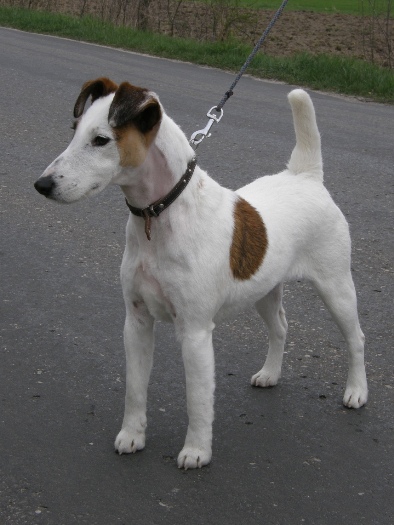 Foksterier krótkowłosy Wiza Ganis