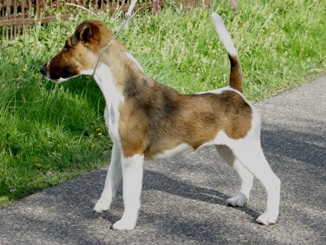 Nuta Ganis foksterier krótkowłosy