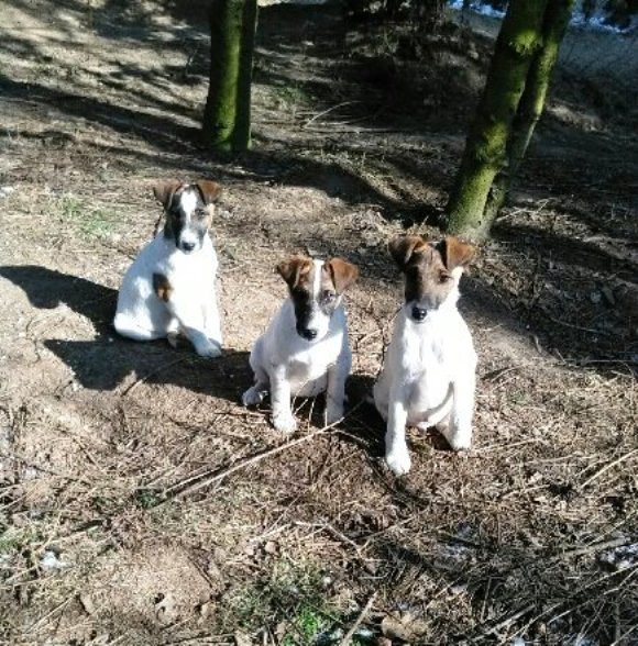 Foksterier krótkowłosy szczenięta