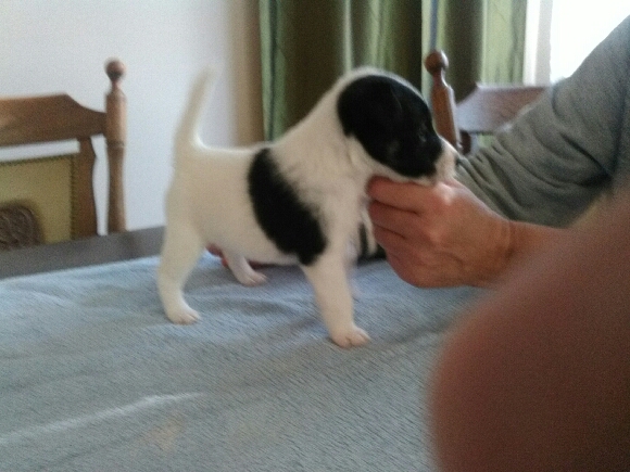 Foksterier krótkowłosy szczenieta