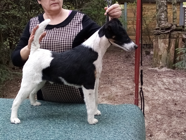 foksterier krótkowłosy Dar Ganis