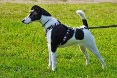 Draka Ganis foksterier krótkowłosy