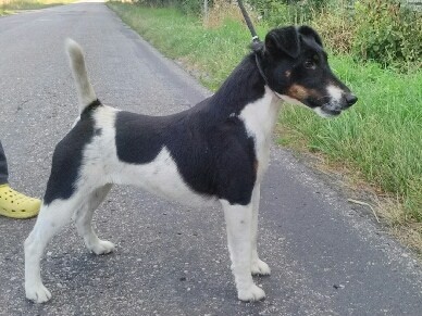 foksterier krótkowłosy Czarna Ganis