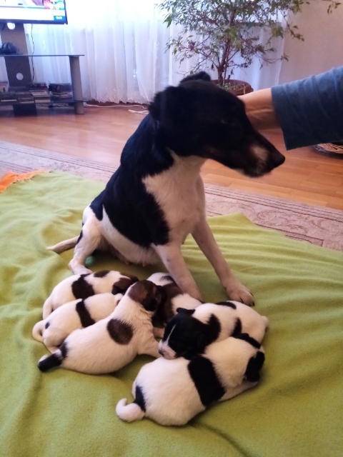 foksterier krótkowłosy szczenięta