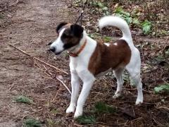 foksterier krótkowłosy Karat Ganis