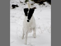 foksterier krótkowlosy Xmas Present Agria