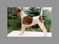 foksterier krótkowłosy Conny Canis Venator