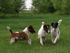 foksteriery krótkowłose bawiące się