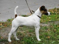 
foksterier reproduktor: Edward Harvard Yard