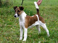 foksterier krótkowlosy Krasna Ganis