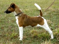 foksterier krótkowlosy Nuta Ganis