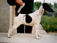 foksterier krótkowlosy Saba Złamany Szeląg