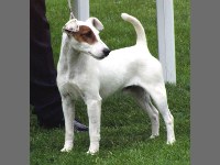 foksterier krótkowłosy Tamedale Juniniho