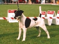 foksterier krótkowłosy Wolfheart Hiroya