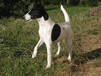 foksterier krótkowlosy Zorza Amudaria