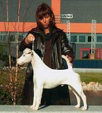 Tamedale Juniniho
foksterier reproduktor