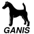 Smooth Fox Terriers - Ganis Kennel, Poland