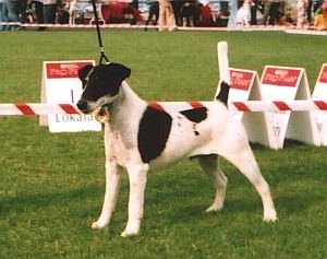 Foksterier krótkowłosy Wolfheart Hiroya